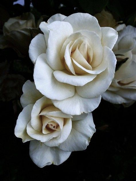 Rose Reference, Black And White Roses, Billie Holiday, Colorful Roses, Love Rose, Shades Of White, Flower Beauty, Beautiful Blooms, Love Flowers