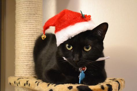 Cat With Christmas Hat, Christmas Cat Photos, Holiday Pet Photos, Cute Cat Costumes, Kitten Pics, Pets Wallpaper, Cat Celebrating, Cats Christmas, Santa Cat