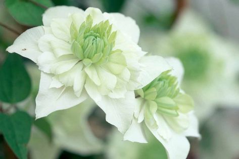 clematis-florida-alba-plena-2 Evergreen Climbers, White Flowering Plants, Autumn Clematis, Florida Plants, Clematis Flower, Garden Vines, Winter Plants, Planting Hydrangeas, White Plants