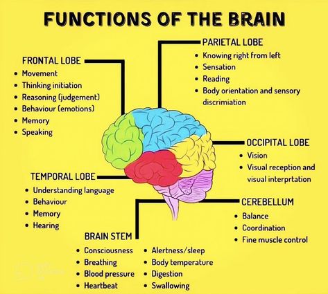 Areas Of The Brain And Their Function, Function Of The Brain, Part Of Brain And Function, Map Of The Brain, Brain Parts And Functions Psychology, Brain Function Chart, How The Brain Works, Part Of The Brain, Brain Anatomy And Function Notes