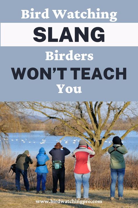 Bird Watching Slang Bird Watching For Beginners, Birding Aesthetic, Soup Soiree, Bird Watching Aesthetic, Birdwatching Aesthetic, Birding Quotes, Backyard Birds Watching, Winter Gathering, Bird Study