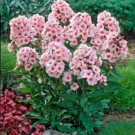 Pink Phlox Flower, Wisconsin Landscaping Ideas, Indoor Herb Garden Window, Tall Phlox, Phlox Plant, Late Summer Garden, Phlox Flowers, Phlox Paniculata, Spring Hill Nursery