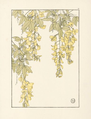 Foord Pochoir Flower Studies 1901 Art Nouveau Illustration, Scottish Artists, Scientific Illustration, Japanese Woodblock Printing, Plant Illustration, Arts And Crafts Movement, Realistic Drawings, Antique Prints, Botanical Illustration