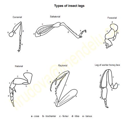 insect leg types Space Forest, Leg Types, Insect Legs, Insect Anatomy, Insect Drawing, Woodpecker Art, Leg Reference, Mechanical Projects, Insect Taxidermy