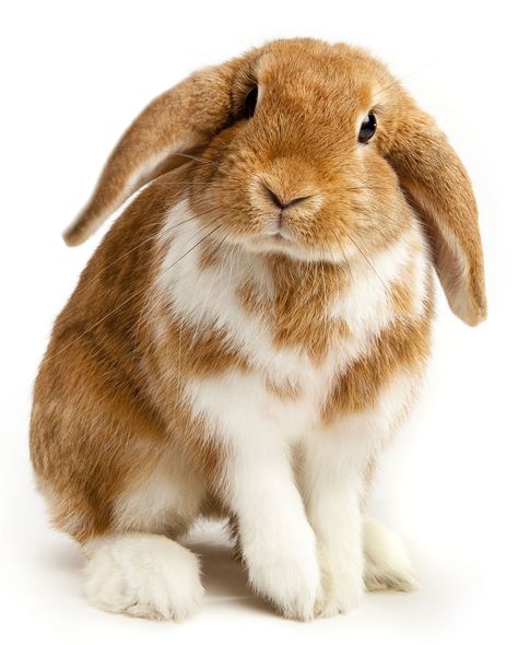 . Lop Eared Bunny, Rabbit Names, Raising Rabbits, Rabbit Breeds, Holland Lop, Rabbit Care, Leaping Bunny, House Rabbit