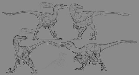 ArtStation - Velociraptor, Mr Jack Velociraptor Art, Velociraptor Drawing, Dinosaur Anatomy, Dinosaur Reference, Dino Drawing, Prehistoric Animals Dinosaurs, Dinosaur Sketch, Dinosaur Drawing, Dinosaur Pictures