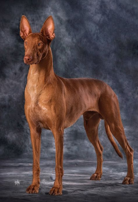 Pharaoh Hound - Ragnarok Borzoi Pharoah Dog, Borzoi Puppy, Pharaoh Hound Puppy, Unusual Horse, Hound Breeds, Pharaoh Hound, Ibizan Hound, Redbone Coonhound, Hound Puppies