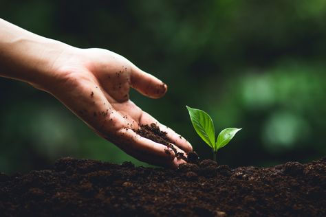 Why soil is one of our most valuable natural resources and what you can do to support it. Tree Desktop Wallpaper, Health Drinks Recipes, Waste Free Living, Health Diet Plan, Quotes Food, Mottos To Live By, Garden Fruit, Book Research, Soil Testing