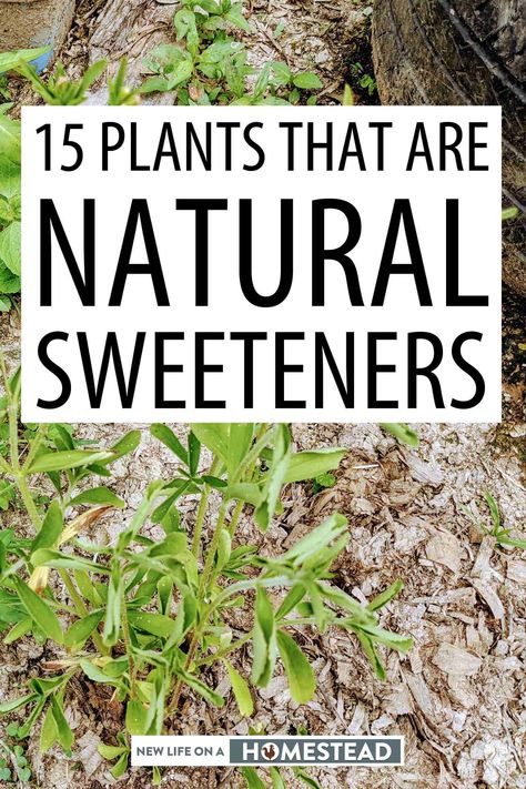 Stevia is not the only natural sweetener out there. There are over a dozen others, some of which you might want to try for yourself. #gardening Diy Cleaning Products Recipes, Stevia Plant, Healing Remedies, Homestead Gardens, Natural Healing Remedies, Market Garden, Cleaning Recipes, Natural Sugar, Growing Herbs