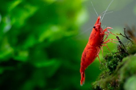 Shrimp Breeding, Ghost Shrimp, Amano Shrimp, Red Cherry Shrimp, Aquarium Shrimp, Freshwater Aquarium Plants, Cherry Shrimp, Community Tanks, Shrimp Tank