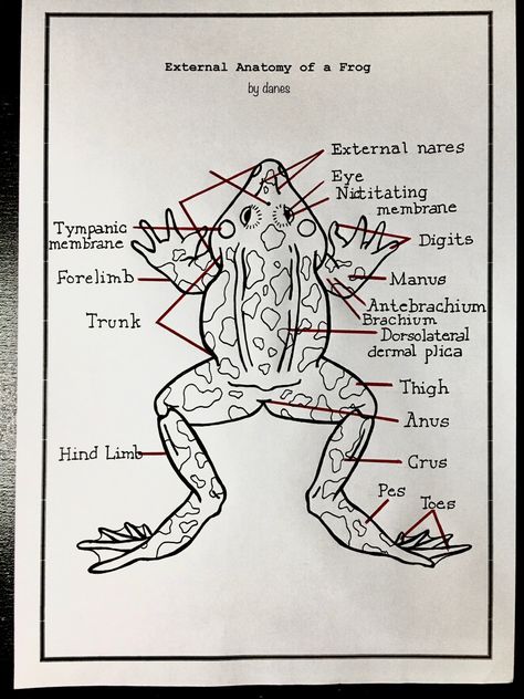 External anatomy of frog drawing label Drawing Biology, Frog Sketch, Frog Drawing, Basic Math Skills, Bullet Journal Lettering Ideas, Anatomy Drawing, Basic Math, Zoology, Sketch Drawing