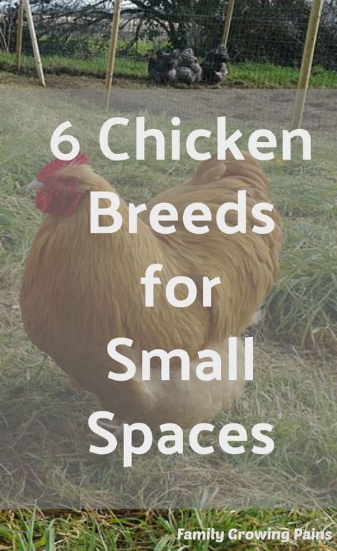 Small Chicken Breeds, Backyard Homestead, Best Egg Laying Chickens, Chicken Care, Egg Laying Chickens, Raising Backyard Chickens, Small Chicken, Aquaponics System, Backyard Farming