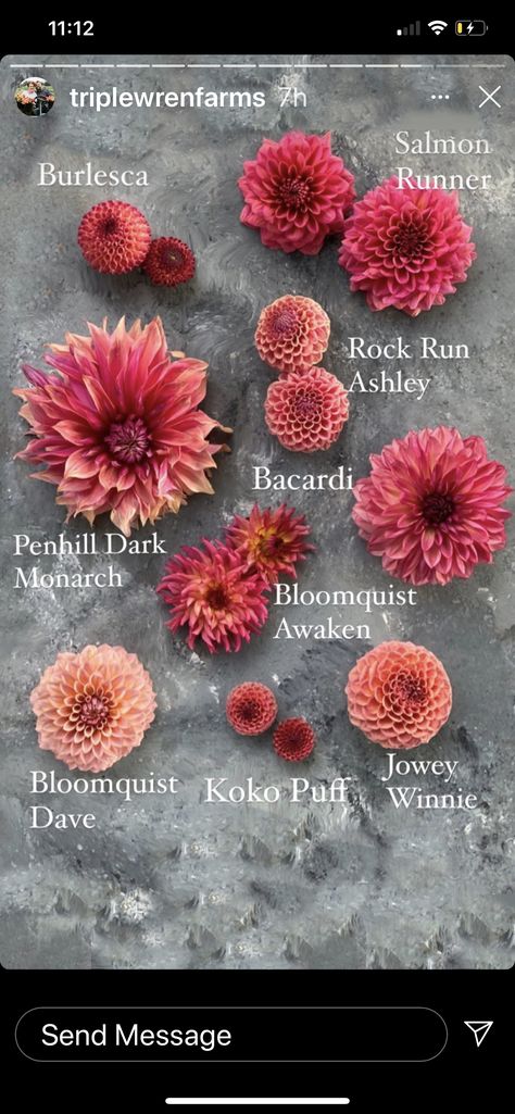 Dahlia Flower Garden, Growing Cut Flowers, Wedding Flower Guide, Cut Flower Farm, Dahlias Garden, Flower Guide, Bloom Blossom, Cut Flower Garden, Special Flowers