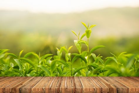 Green Tea Background, Tea Field, Tea Background, Farm Background, Green Tea Leaf, Myanmar Quotes, Tea Farm, Tea Plant, Plant Background