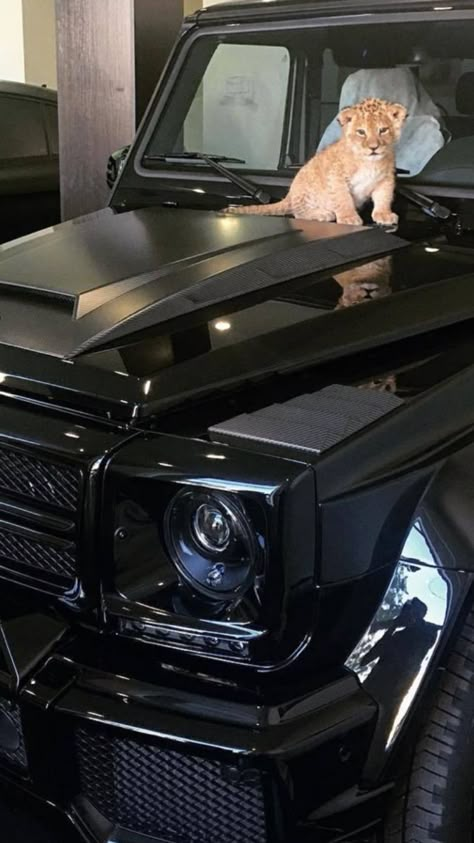 Perro Shih Tzu, C 63 Amg, مرسيدس بنز, Dream Cars Mercedes, Baby Animals Pictures, Baby Lion, Fancy Cars, G Class, Luxury Aesthetic