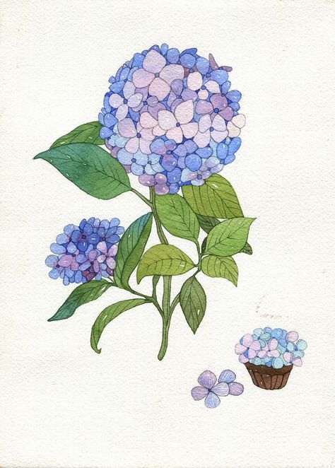 Hydrangea Illustration, Watercolor Templates, Watercolor Designs, 카드 디자인, Plant Drawing, Plant Art, Flower Illustration, Abstract Watercolor, Floral Designs