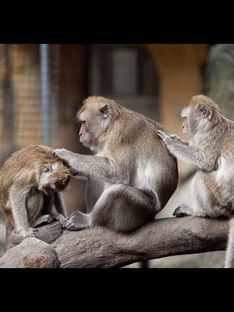 Monkey business: grooming each other Taiwan Image, Rhesus Macaque, Monkey Dance, Three Monkeys, Monkey Pictures, Pet Monkey, Monkeys Funny, Monkey Business, Cute Monkey