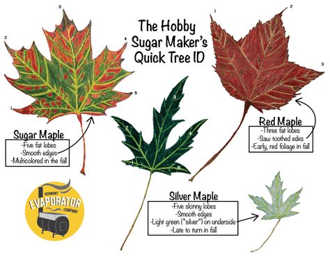 The fall is the best time to identify a maple syrup tree to tap. Read about the sugar maple tree, maple leaf, and best trees for maple syrup. Maple Syrup Tree, How To Identify Trees, Tree Leaf Identification, Diy Maple Syrup, Odd Plants, Sugar Maple Tree, Identifying Trees, Tapping Maple Trees, Leaf Identification