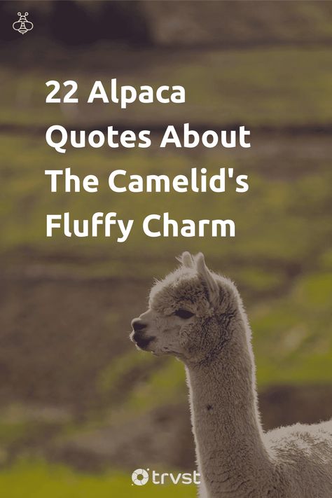 Embrace the fluff with our charming alpaca quotes and puns. 🦙💓 Just as delightful as the alpacas themselves, these quotes are bound to induce smiles. Click and share across your social spaces to show your fluffy love! #AlpacaLove #FluffyFun #ShareASmile #QuotesToLiveBy #PunnyPosts Alpaca Quotes Funny, Alpaca Quotes, John Green Funny, Llama Quote, Alpaca Funny, Alpaca Facts, Cute Captions, Spanish Names, Alpaca Farm