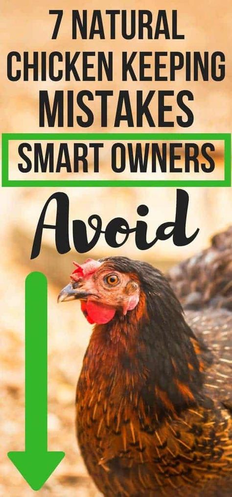 7 Natural Chicken Keeping Mistakes New Flock Owners Make Chicken Keeping Ideas, Chicken Keeping Hacks, Nesting Box Plans, Yard Chickens, Egg Stamps, Chickens 101, Urban Chicken Farming, Chickens For Beginners, Baby Chicks Raising