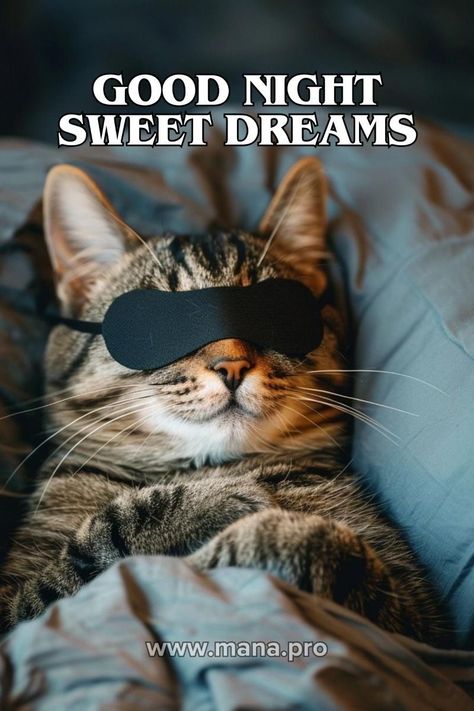 Sweet Dreams Good Night Gif, Good Night Sweet Dreams Images, Sweet Dreams Good Night, Funny Good Night, Good Night Angel, Dreams Images, Good Night Meme, Lekker Slapies, Funny Good Night Images