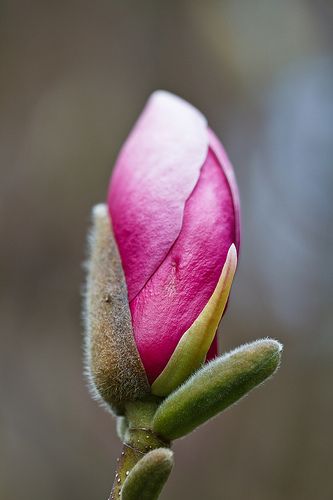 Magnolia Bud, Tulip Magnolia, Magnolia Photography, Magnolia Blossom, Love Funny, Magnolia Flower, Flower Art Painting, Flower Bud, Flowers Nature