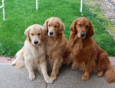 I love the varied colors. Neighborhood Park, Golden Retriever Mix, Dog Things, Popular Dog, Retriever Puppy, Dogs Golden Retriever, Retriever Dog, Golden Retrievers, Nba Finals