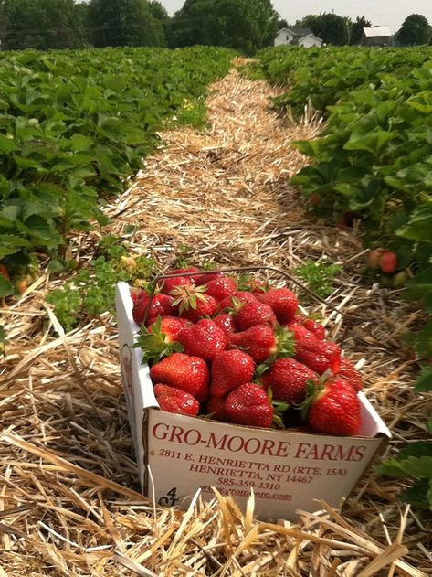 Picking Strawberries, Summer Bingo, Farm Plans, Strawberry Farm, Strawberry Picking, Growing Strawberries, Strawberry Plants, Food Picks, Farm Stand