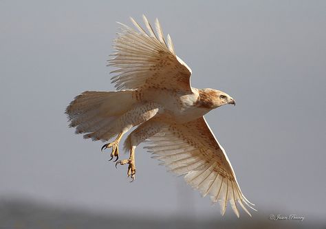 Leucistic Red-tailed Hawk (Buteo jamaicensis) by J Centavo, via Flickr Age Aesthetic, Harpy Eagle, Raptors Bird, Pop Aesthetic, Albino Animals, Red Tailed Hawk, Beautiful Owl, Unusual Animals, Animals Artwork