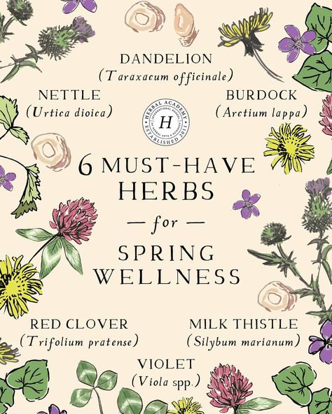 6 MUST-HAVE HERBS FOR SPRING WELLNESS SUPPORT 🌱 Nettle  🌱  Dandelion 🌱  Burdock 🌱  Red Clover 🌱  Milk Thistle 🌱  Violet  A number of… | Instagram Dandelion And Burdock, Herbal Academy, Green Witchcraft, Liver Function, Magic Herbs, Red Clover, Healing Plants, Herbal Magic, Milk Thistle