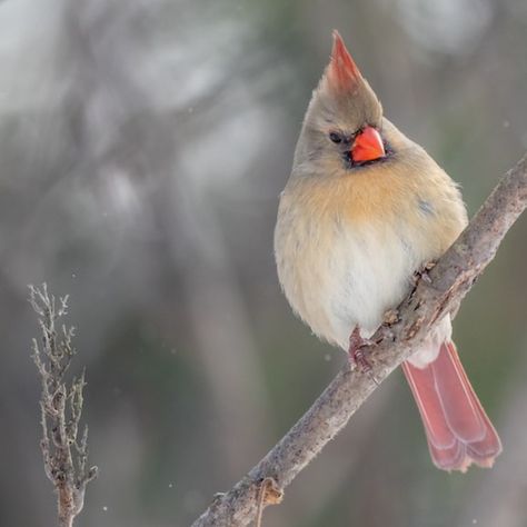 Female Cardinal, Winged Creatures, Sunflower Pictures, Pretty Birds, Ontario Canada, Beautiful Creatures, Cardinals, Ontario, Sunflower