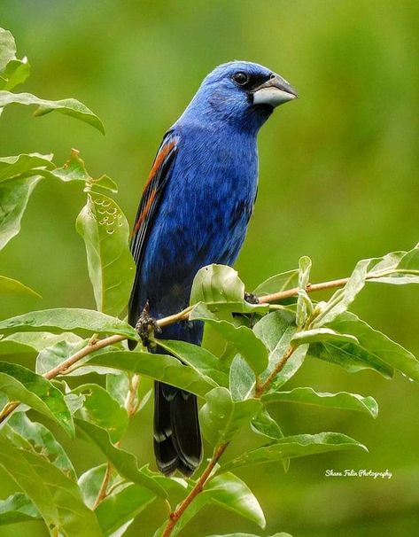 Beautiful Birds, Tennessee, Nature Photography, Cute Animals, Birds, Photography, Animals, Blue, Art