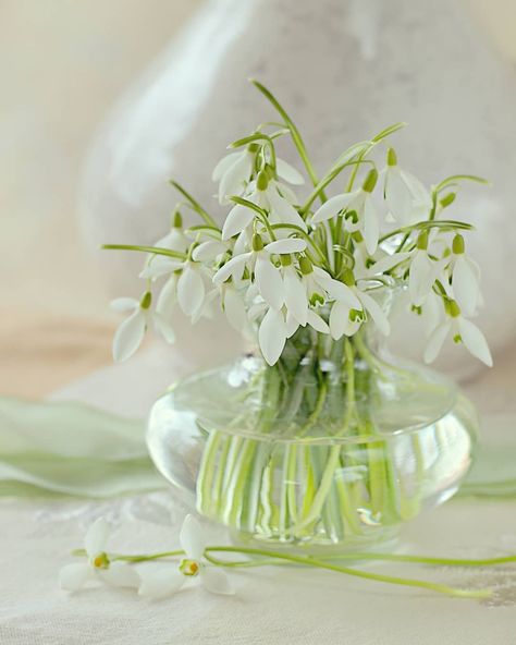 Sonata Žemgulienė on Instagram: “Snowdrops #stilllife #composition #indoor #vase #white #green #glass #plant #snowdrops #ribbon #flowers #floral #spring #springtime #beauty…” First Flowers Of Spring, Macro Pictures, Bulbous Plants, Snow Drop, Snow Drops, Vase White, Table Flowers, Tiny Flowers, Growing Flowers