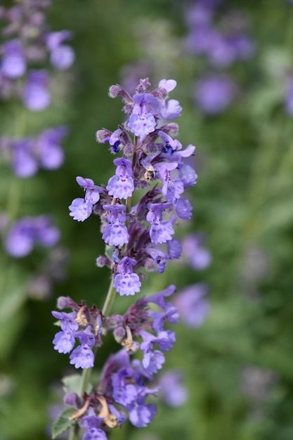 Catnip plant Images | Free Vectors, Stock Photos & PSD Herbs To Plant, Catnip Plant, Witchy Garden, Medicinal Herbs Garden, Herbal Tea Blends, Plant Images, Culinary Herbs, Herbal Infusion, Beautiful Flowers Garden