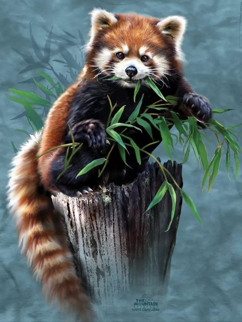 Red Panda Astethic, Red Panda Photography, Red Panda Aesthetic, Red Panda Tattoo, Red Panda Drawing, Red Panda Art, Red Panda Cute, Regard Animal, Panda Artwork