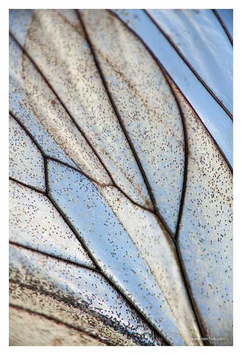 Insect Wings, Texture Inspiration, Glass Photo, Natural Forms, Patterns In Nature, Color Textures, Butterfly Wings, Beautiful Butterflies, Macro Photography