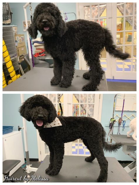 NOT this haircut. I don't like this ear style. Black Golden Doodle Haircut Styles, Black Doodle Haircut Styles, Golden Doodle Teddy Bear Haircut, Black Goldendoodle Haircuts, Black Goldendoodle Haircuts Teddy Bears, Mini Goodlendoodle Haircut, Labradoodle Teddy Bear Cut, Labradoodle Grooming Haircuts, Black Labradoodle Haircut Style