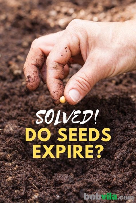 Harvesting Seeds From Flowers, Save Seeds From Produce, Saving Seeds For Next Year, How To Save Flower Seeds For Next Year, Sunflower Seeds From The Flower, Storing Herbs, Vegetable Seeds Packets, Herbs Growing, Flower Seedlings