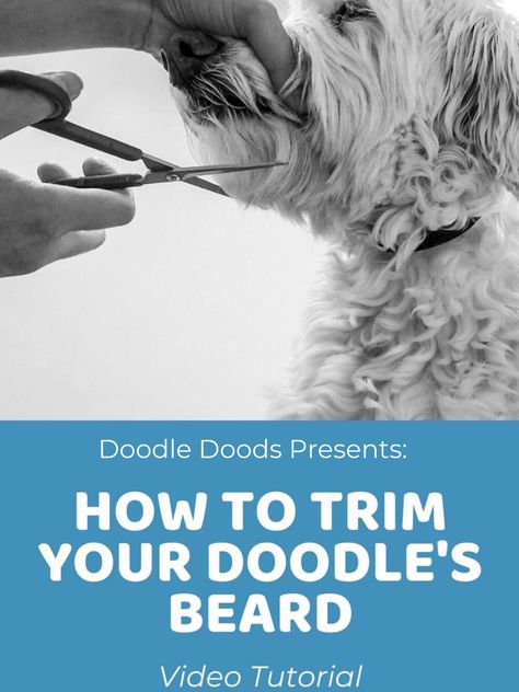 Doodle Grooming, Labradoodle Grooming, Goldendoodle Haircuts, Trimming Dog Nails, Dog Grooming Diy, Eyes Video, Doodle Face, Goldendoodle Grooming, Clean Beard