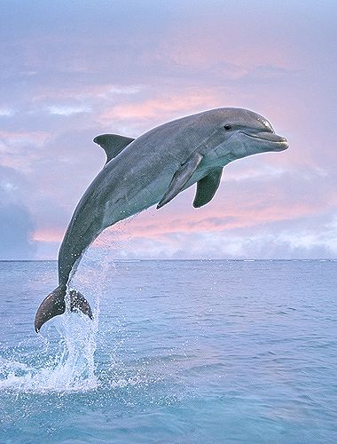 Bottlenose Dolphin Jumping, Pink Sky Jumping Dolphin, Dolphin Photos, Dolphin Painting, Creature Marine, Dolphin Art, Bottlenose Dolphin, Underwater Animals, A Dolphin, Water Animals