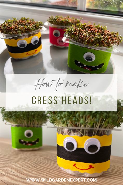 Cress is the perfect first crop for young children to grow because it is quick to germinate and can be grown indoors at any time of the year. Growing your own cress heads is a fun little project that can help teach young children how to grow their own food. To get your little ones growing, you don’t need a garden or even any soil, all you need is some old yoghurt pots, some cotton wool and a packet of cress seed. Cress Heads For Kids, Garden Ideas For Preschoolers, Chia Seed Craft, Growing Topic Eyfs, Eyfs Plants And Growing, Growing Preschool Activities, Planting Activity For Kids, Eyfs Growing Topic, Seed Activity For Kids