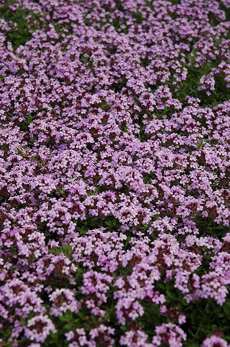 Phlox Ground Cover, Spice Pictures, Fruit Outfits, Colorado Native Plants, Birch Garden, Red Creeping Thyme, Flowering Herbs, English Flower Garden, William Robinson