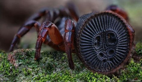 Trapdoor Spider, Dangerous Spiders, Spider Web Drawing, Amazing Insects, Spider Species, Types Of Spiders, Spider Web Tattoo, Spider Costume, Cool Insects