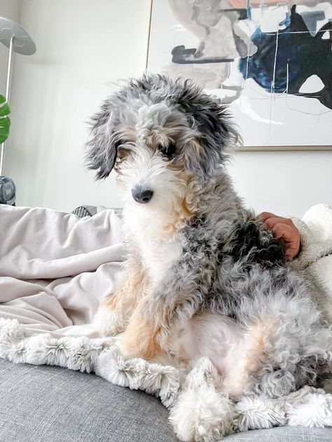 Aussie Doodle Full Grown, Bernedoodle Puppy, Dog Mommy, Really Cute Puppies, Super Cute Puppies, Doberman Dogs, Puppies And Kitties, Goldendoodle Puppy, Cute Little Puppies