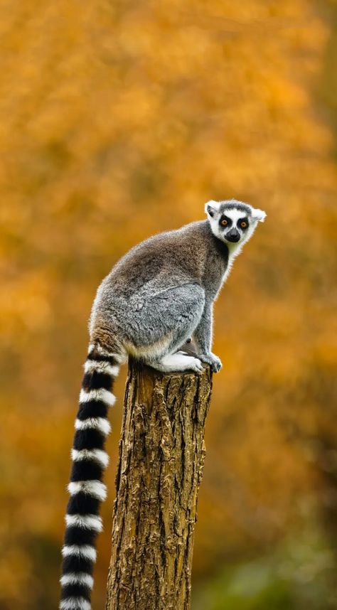 Lemur Wallpaper, Wallpaper Bathroom, Bathroom Wallpaper, Wallpaper For Your Phone, Beautiful Animals, Animal Planet, Koala Bear, Nature Animals, Art Photo