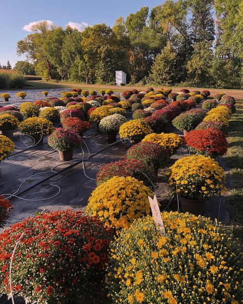 Mums Aesthetic, Fall Backyard, Morgan Elizabeth, Mums Flowers, Backyard Flowers, Aesthetic Flowers, Pumpkin Patch, Pretty Flowers, Front Door