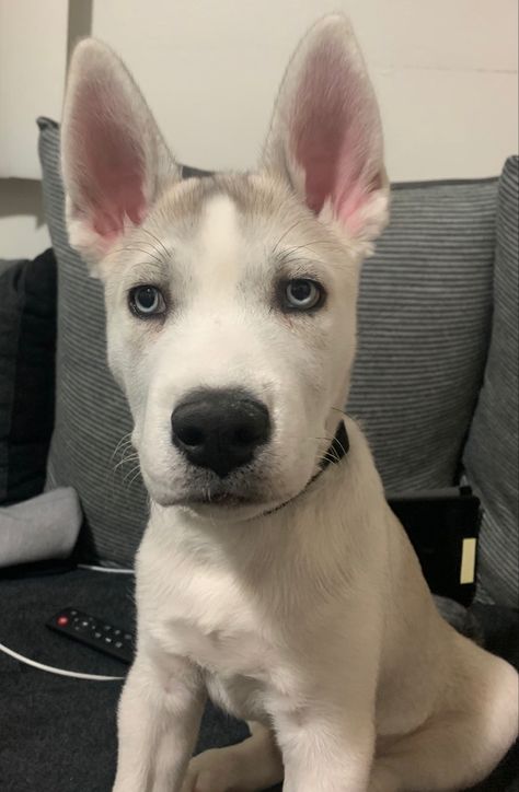 #puppy #pitsky #pitbull #husky #hybrid Pitsky Dogs, Husky Pitbull Mix, Pitsky Puppy, Pitbull Husky, Pitbull Mix Puppies, Husky Cross, American Bullies, Bully Dogs, Bully Dog