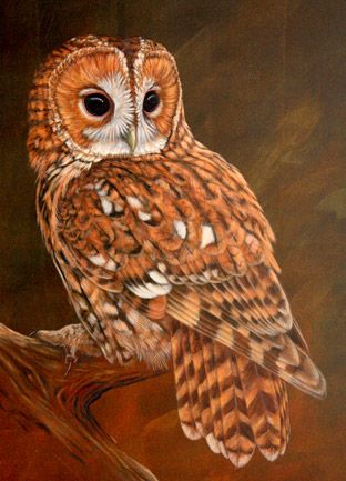 Barn Owl Tattoo, Owl Photography, Tawny Owl, Owl Artwork, Owl Photos, Owls Drawing, Owl Pictures, Beautiful Owl, Wildlife Paintings