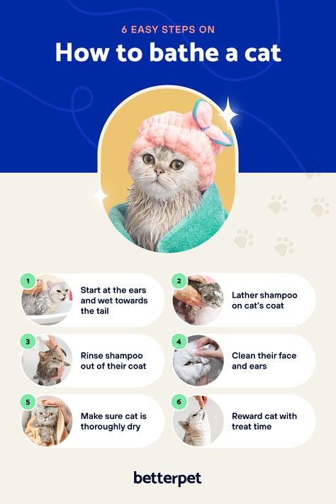 A medically reviewed, step-by-step guide on figuring out when, how, and what to use when bathing a cat! Cat Bucket List, How To Give A Cat A Bath, How To Bathe A Cat, Kitten Checklist, Dog Clinic, Employee Performance, Getting A Kitten, Yours Sincerely, Cat Language