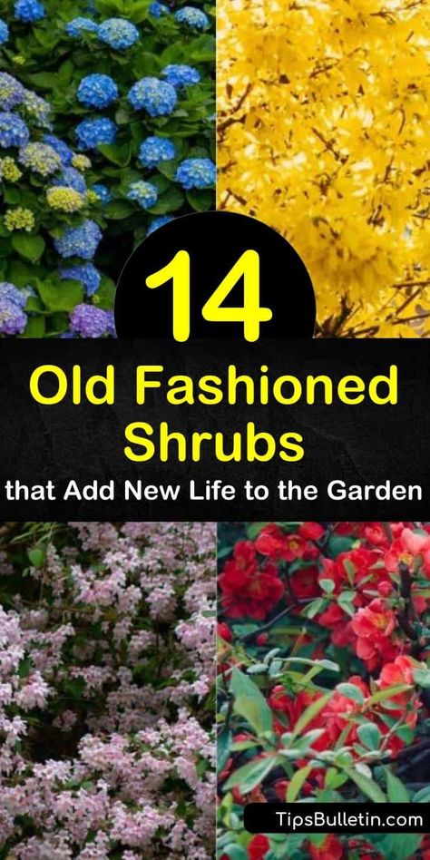 Learn about old fashioned flowering shrubs to delight visitors to your garden, from hydrangea to viburnum. Choose among weigela, with its trumpet-shaped pink flowers; forsythia, with its arching branches coated in yellow blooms; and more. #shrubs #oldfashioned Small Flowering Shrubs, Flowering Shrubs Full Sun, Shrubs For Landscaping, Full Sun Shrubs, Colorful Shrubs, Low Growing Shrubs, Bushes And Shrubs, Shade Shrubs, Flowering Bushes